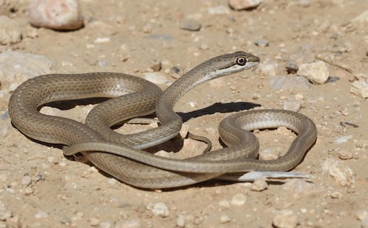 ארבע קו מובהק