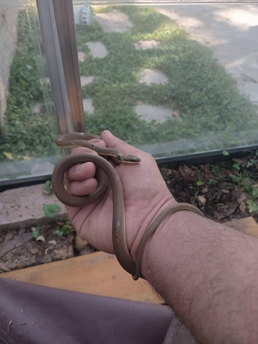 זעמן זיתני