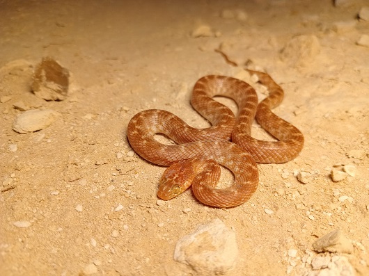 עין חתול אדמדם בקעת הירדן