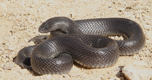 פתן-שחור