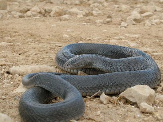 פתן-שחור