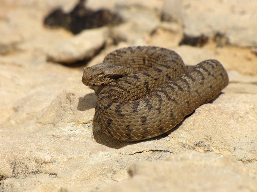 צפע החרמון נקבה (Montivipera bornmuelleri)