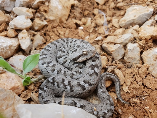 צפע קטן: צפע חרמון זכר על סלע