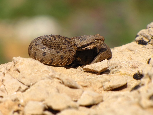 צפע חרמון נקבה צעירה