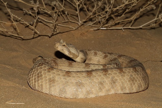 שפיפון