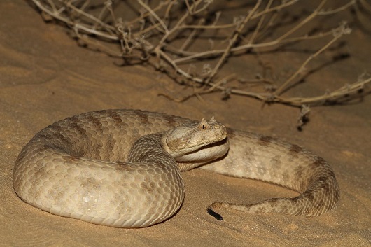 שפיפון הנגב